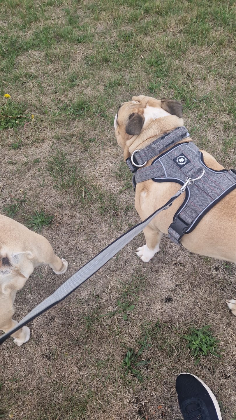 Customer photo review of Premium Comfort Herringbone Harness | Non Restrictive - Stone Grey