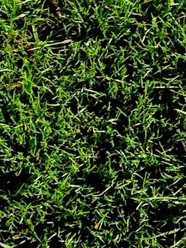 Customer photo review of GCI Turf Type Tall fescue Grass Seed