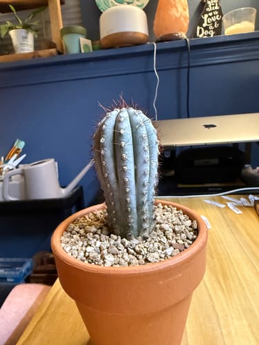 Customer photo review of Cipocereus bradei