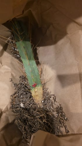 Customer photo review of Trichocereus Bridgesii | Bolivian Torch Cactus
