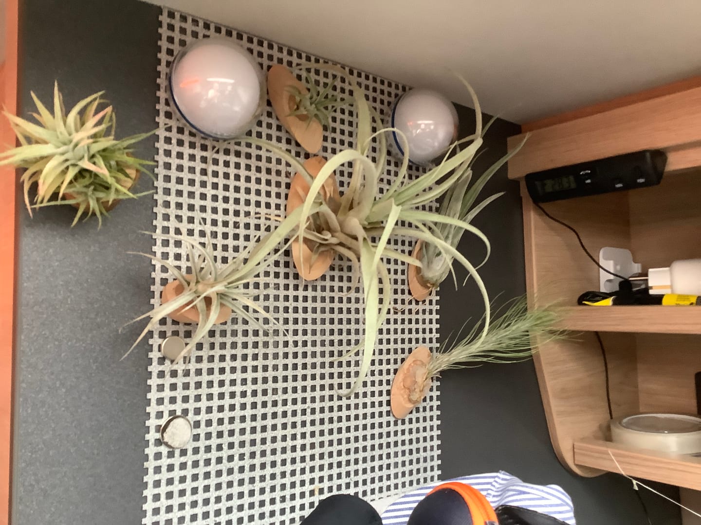 Customer photo review of Tillandsia vanhyningii