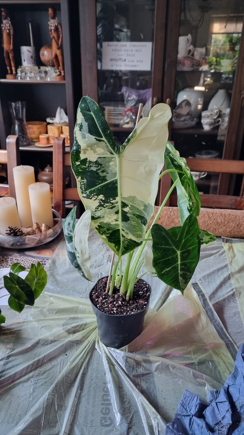 Customer photo review of ALOCASIA FRYDEK VARIEGATA