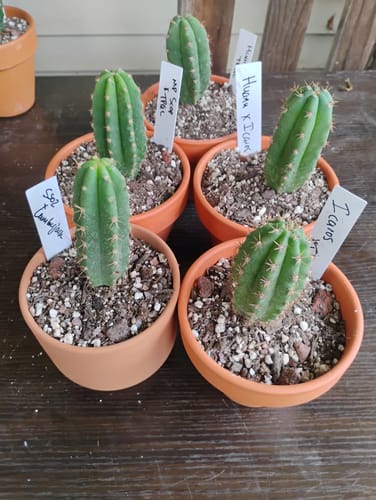 Customer photo review of Seedling Variety Packs | San Pedro Cactus Seedling Variety