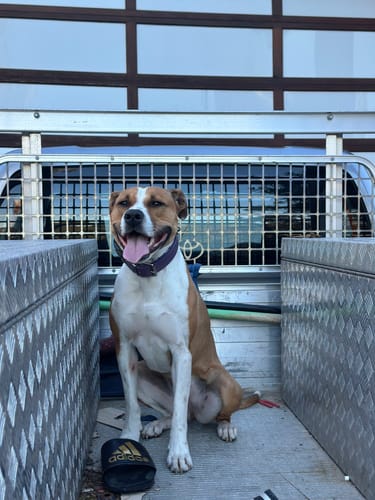 Customer photo review of Handmade Leather Dog Collar Classic Purple & Chrome (Regular Fit)