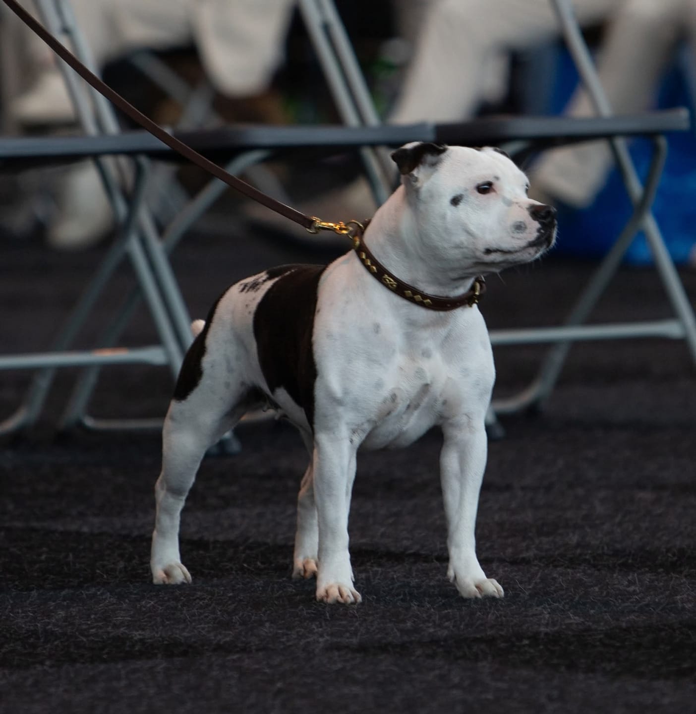 Customer photo review of Staffordshire Bull Terrier 1935® Show Collar & Leash Set - Victory - Brown & Gold