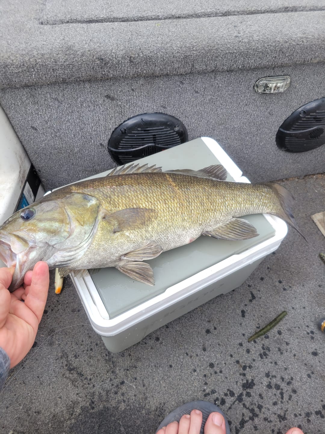 Customer photo review of Skirted Pulse Jig