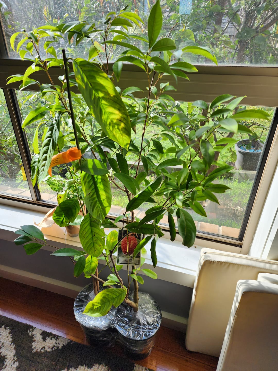 Customer photo review of Dwarf Lychee - Red Ball