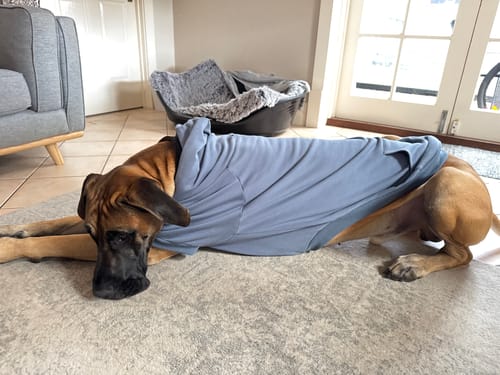 Customer photo review of Essential Dog Hoodies