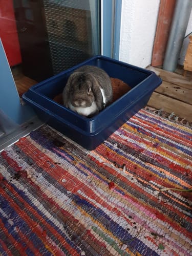 Customer photo review of Kleintiereinstreu