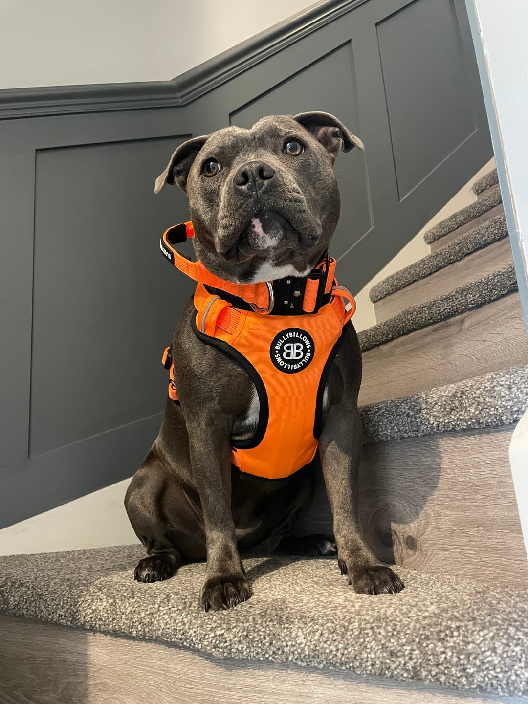 Customer photo review of 4cm Combat® Collar | Handle & Rated Clip - Orange