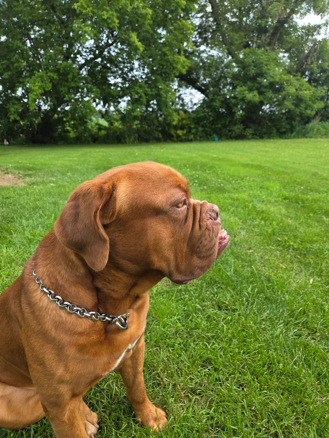Customer photo review of THE ROLLA