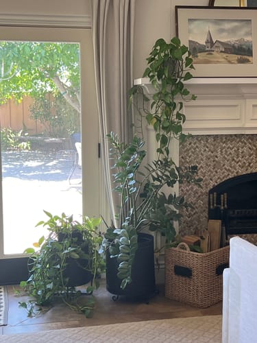 undefined review of Plant Food image 1 out of 1