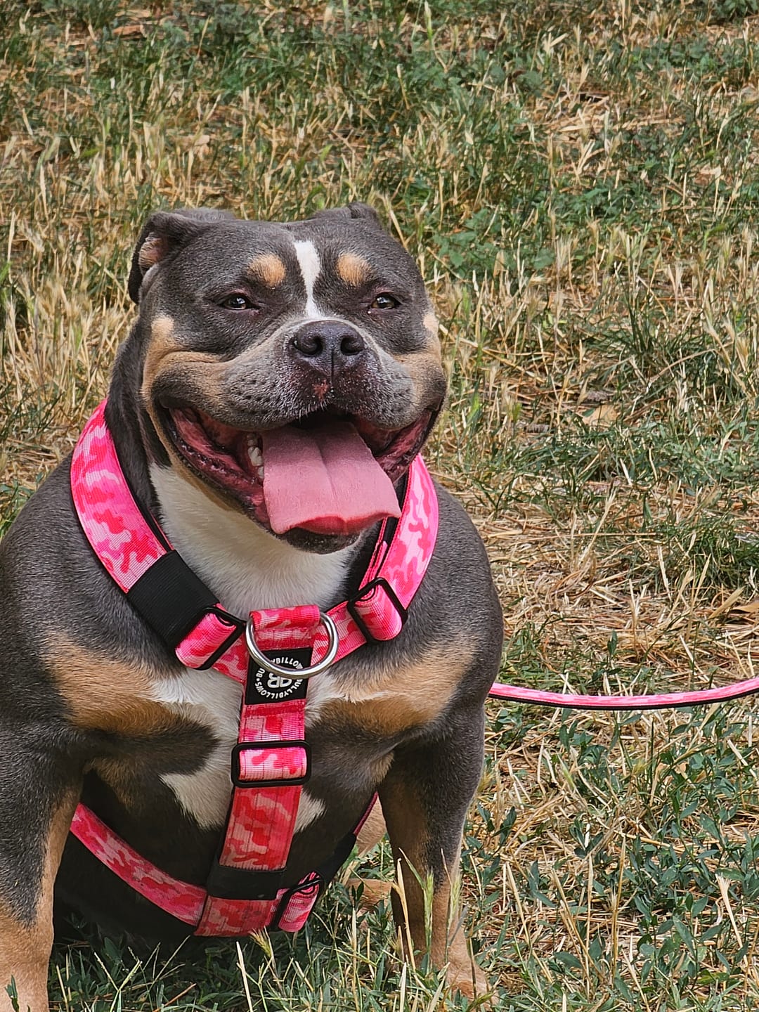 Customer photo review of Training Anti Pull TRI-Harness® | M-XL Breeds - Bubblegum