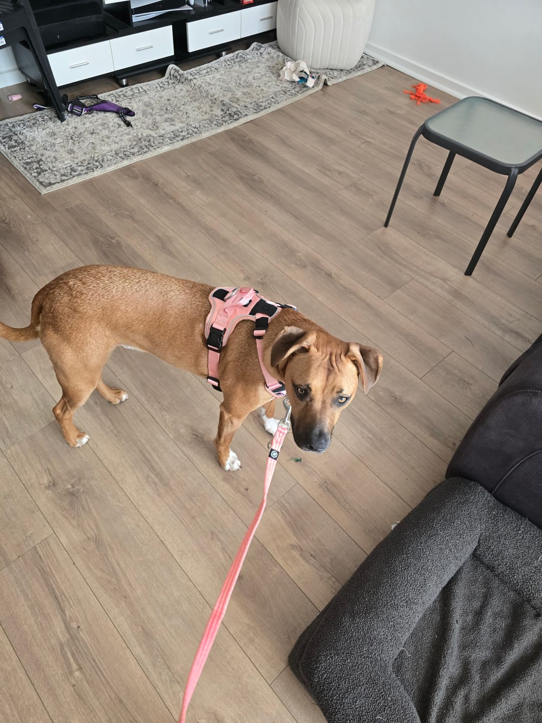 Customer photo review of Anti Pull Hurricane Harness - With Handle - Pink