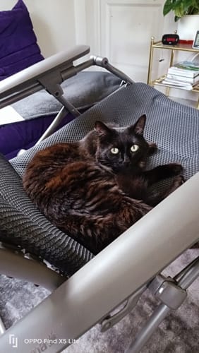 Avis photo d'un client sur Croquettes Chat Stérilisé Sans Céréales - Saumon