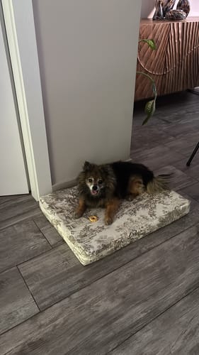 Customer photo review of Materassino Sfoderabile Cotone Premium Toile De Jouy Beige