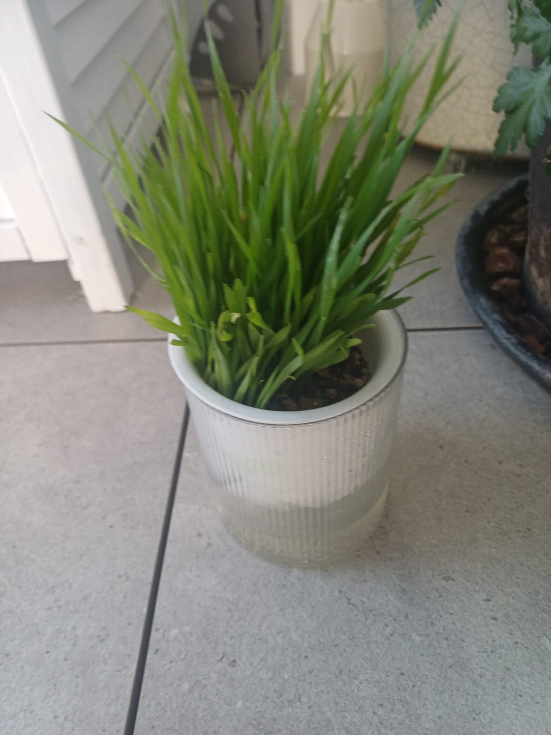 Customer photo review of MICHU All-in-One Soil-Free Cat Grass Grow Kit with Australian Seed and Mulch, Made in Australia