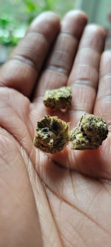 Customer photo review of Exotic Smalls