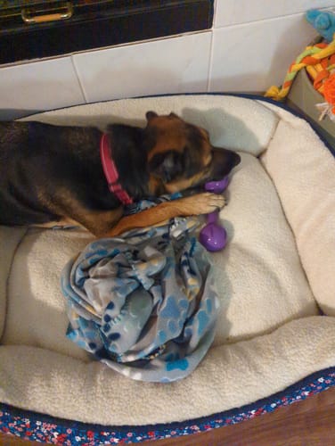 Customer photo review of Freez Double