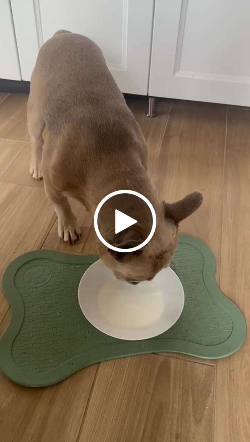 Customer video review of Chicken Bone Broth for Dogs