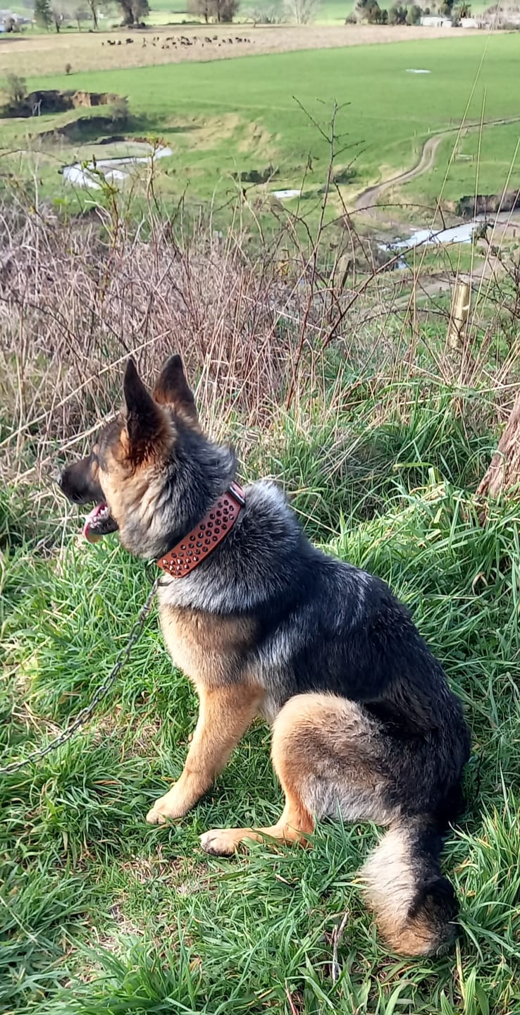 Customer photo review of Hand Made Leather Dog Collar - Ruthless Orange & Black (Wide Fit)