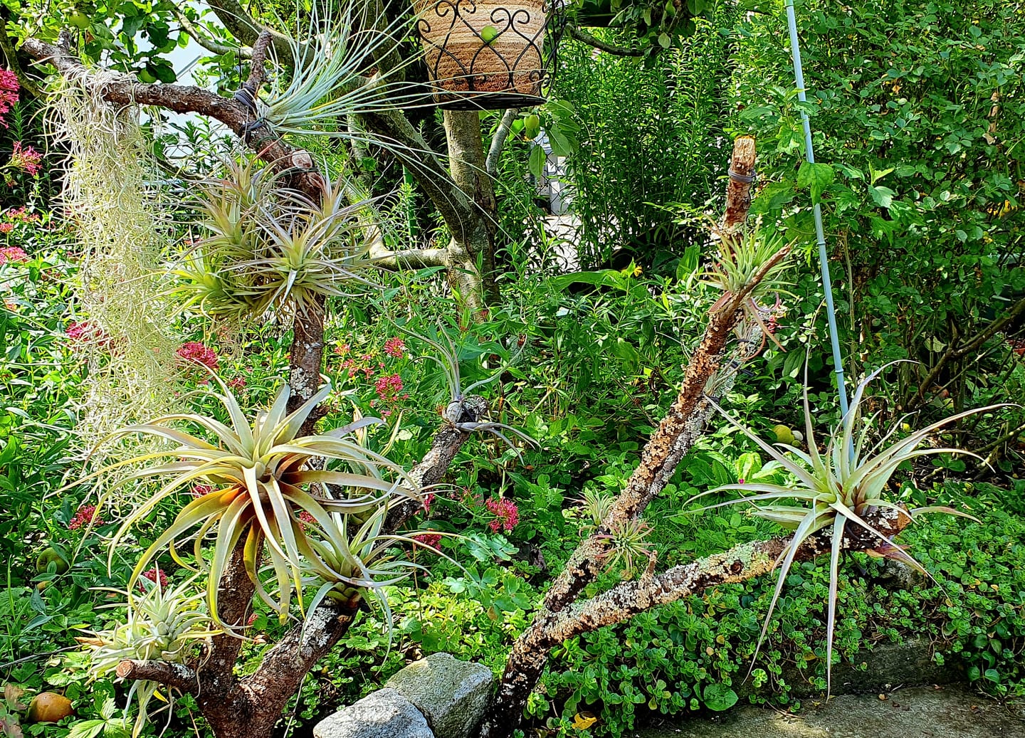 Customer photo review of Tillandsia ionantha 'Red Marble'