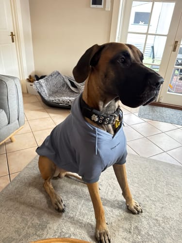 Customer photo review of Essential Dog Hoodies