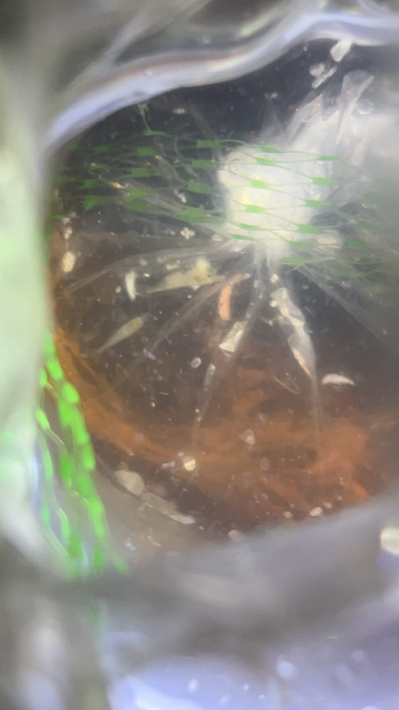 Customer photo review of Snowball Shrimp