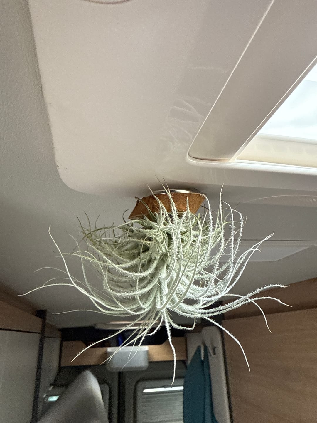 Customer photo review of Tillandsia tectorum "snow"