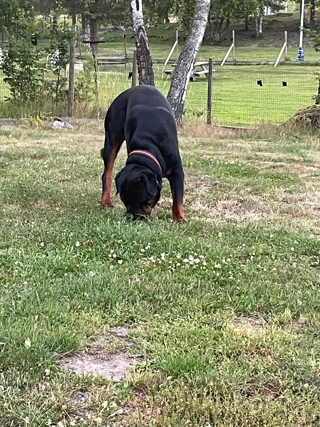 Customer photo review of Walk Leash Camo Green - Säkert nylonkoppel i olika längder