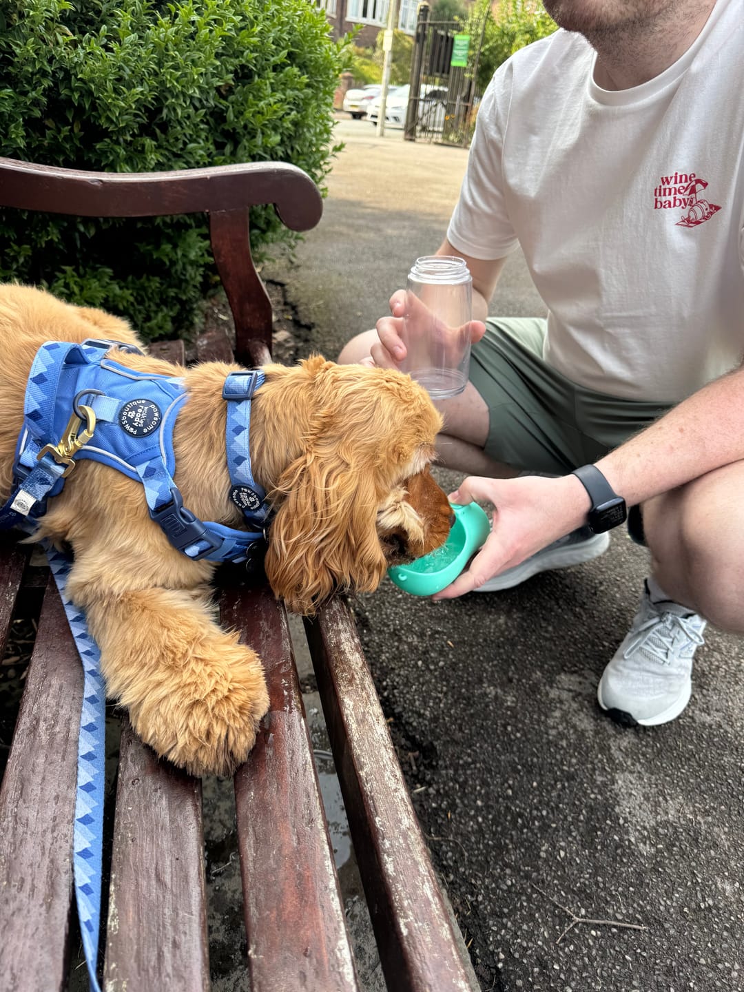 Customer photo review of Tough Trails™ Harness - Walkies Ready® Cornflower Blue