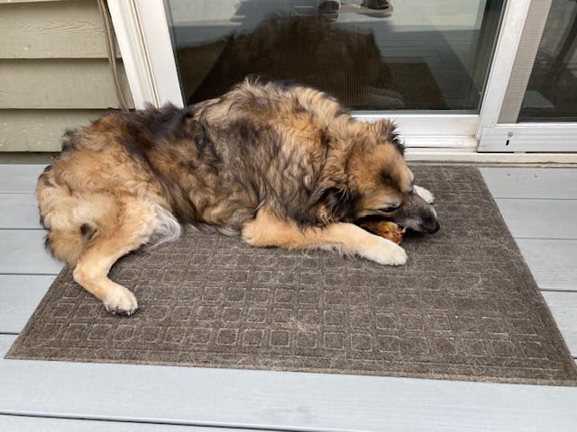 Customer photo review of Ostrich Knuckle (Medium – 4" x 3"): The Perfect Chew for Small to Medium Dogs & Sensitive Stomachs