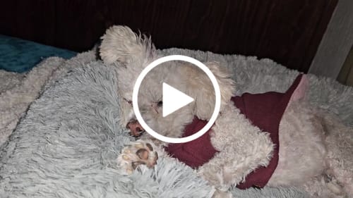 Customer video review of Cama Antiestrés para Perros