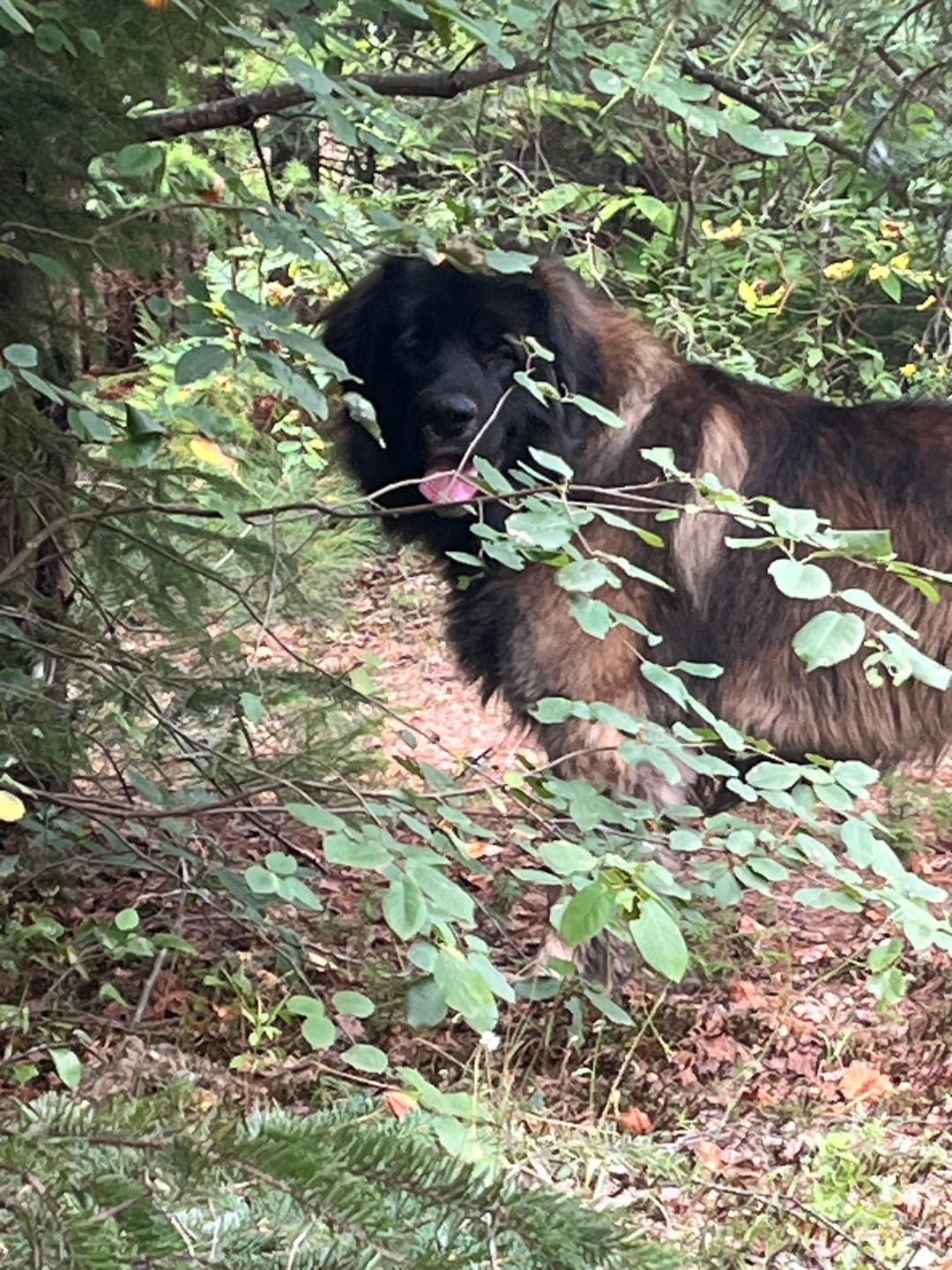 Customer photo review of TOXY (Reins, soucis urinaires, détoxication) pour chiens et chats