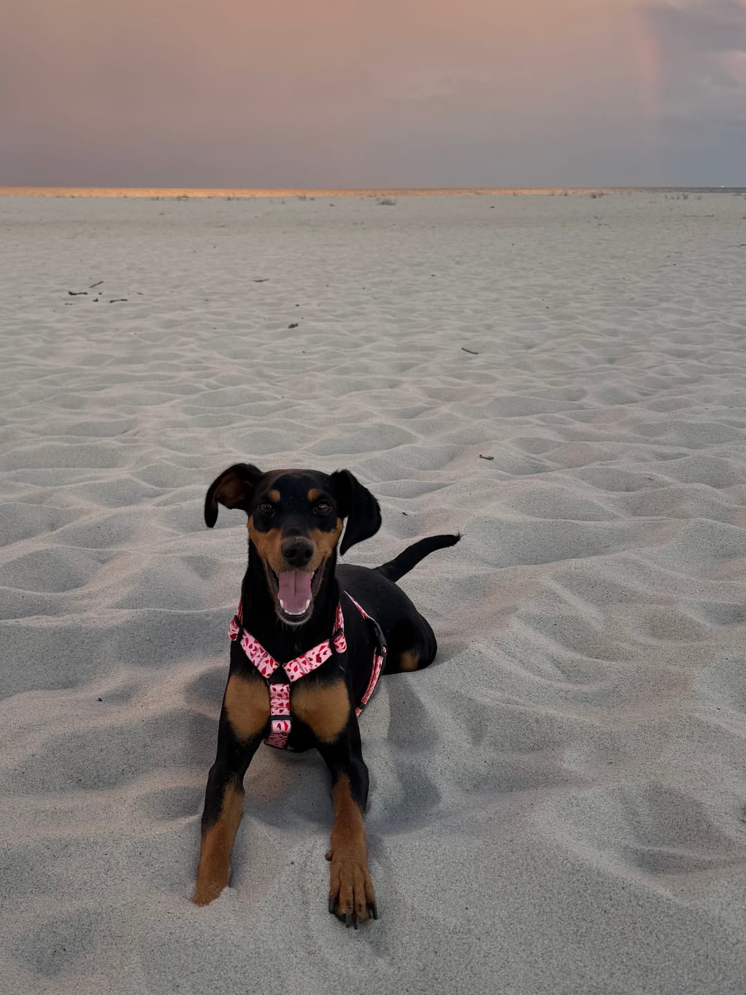 Customer photo review of Szelki guard "Pink Terrazzo" - czarne okucia