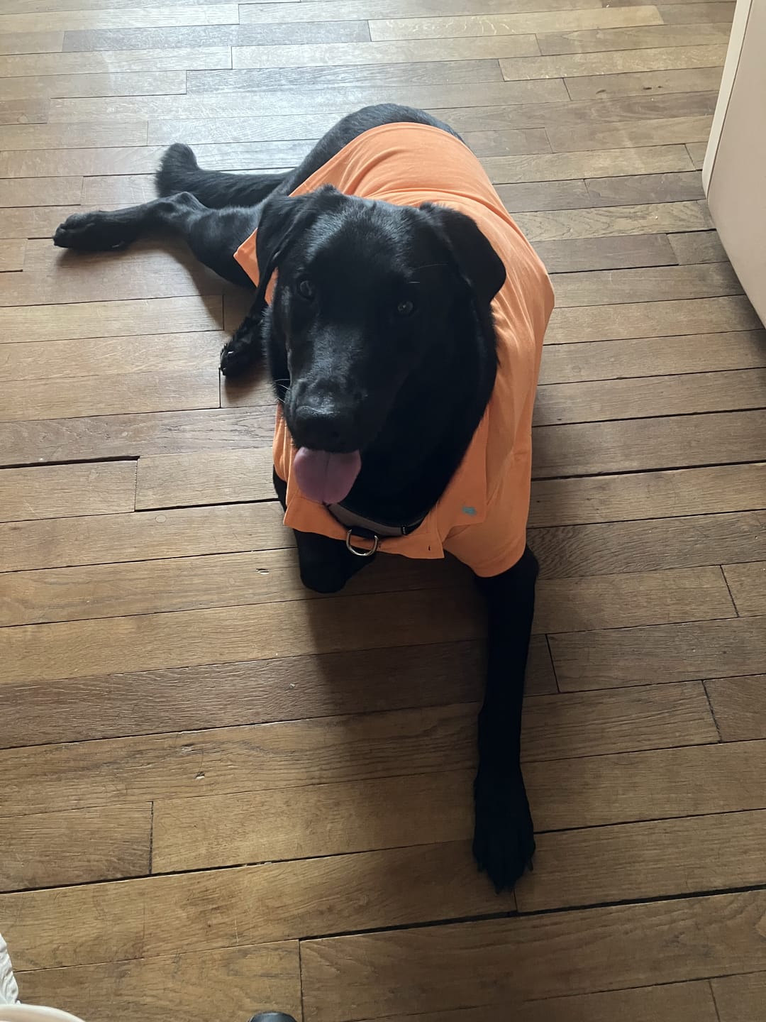 Customer photo review of Polo Ralph Lauren Cotton-Mesh Dog Polo Shirt