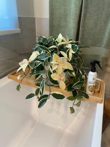 Customer photo review of Houseplant Pest Spray