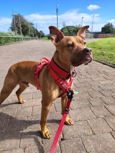 Jacqueline H. review of Anti Pull Hurricane Harness - With Handle - Nottingham Forest image 1 out of 1