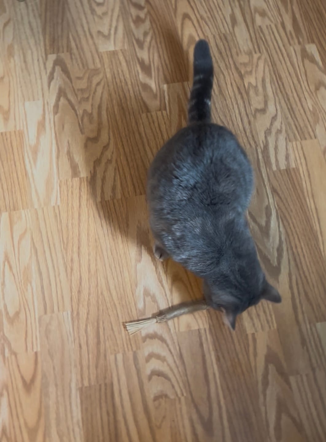Customer photo review of RYERCAT Silvervine Cat Dental Sticks (Canada)