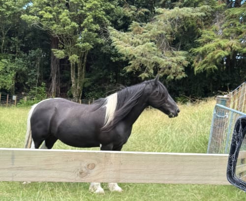 Customer photo review of Digestive EQ - Equine Gut Supplement