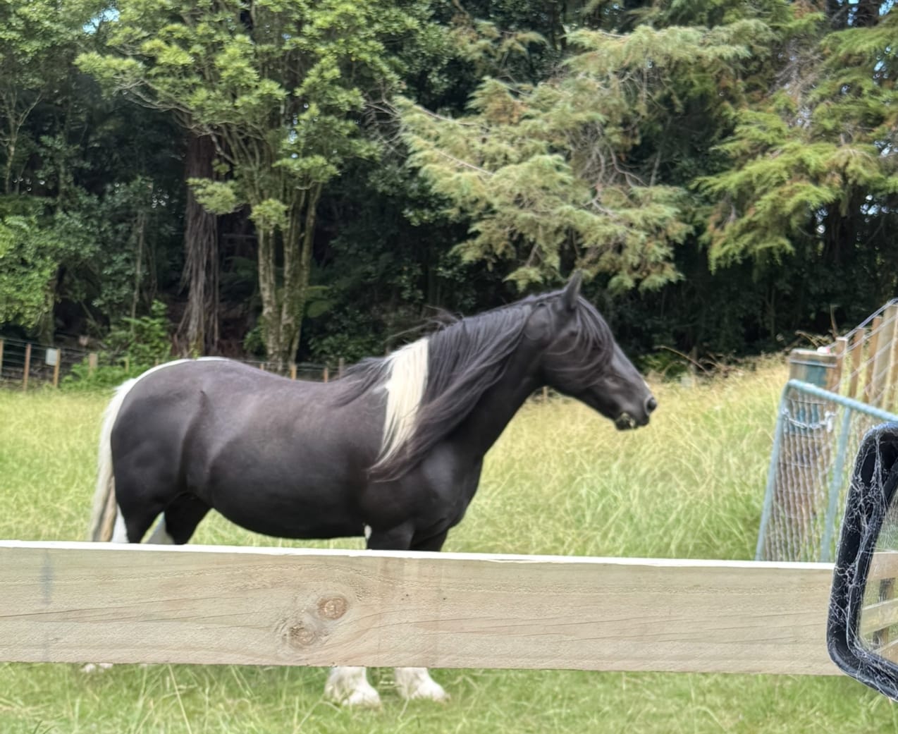 Customer photo review of Digestive EQ - Equine Gut Supplement
