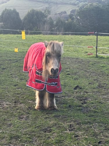 Customer photo review of Zilco Mighty Mini Winter Cover