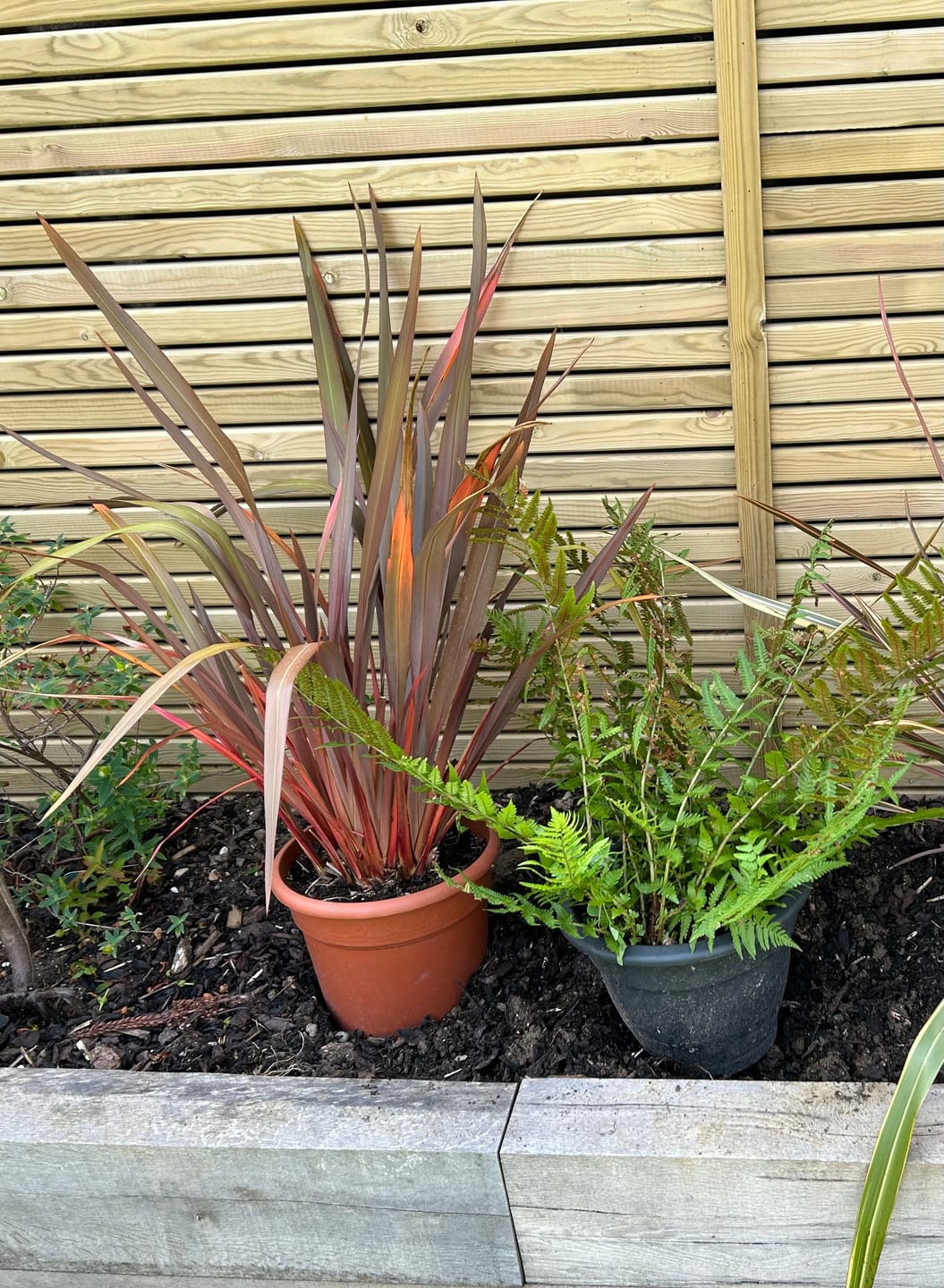 Customer photo review of Phormium Tenax Purpureum 80-100cm 7L