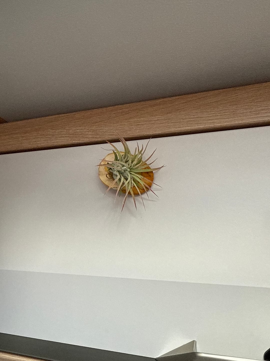Customer photo review of Tillandsia ionantha 'Red Marble'