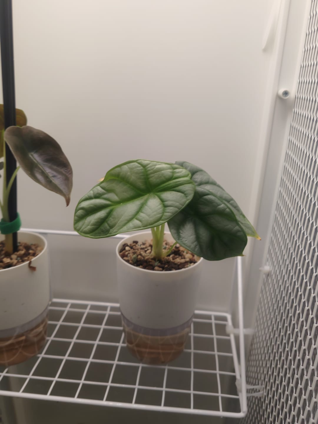 Customer photo review of ALOCASIA SILVER DRAGON