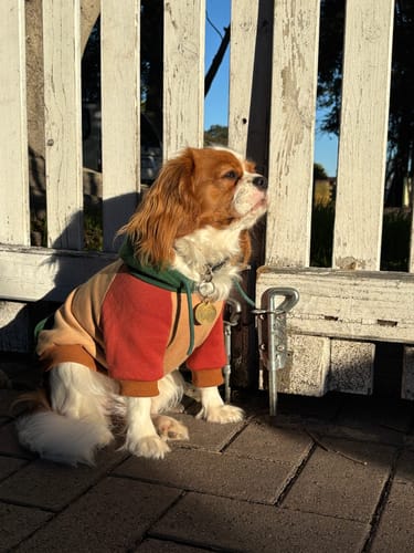 Customer photo review of Ranger Dog Hoodie