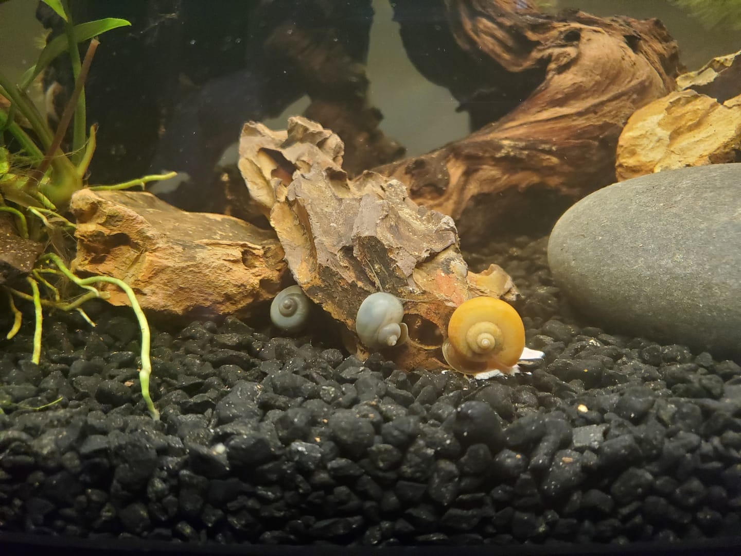Customer photo review of Blue Mystery Snail