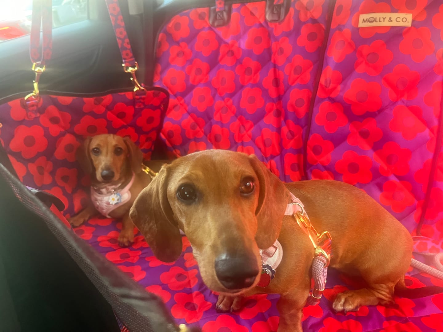 Customer photo review of Mon Chéri - Dog Car Seat Cover