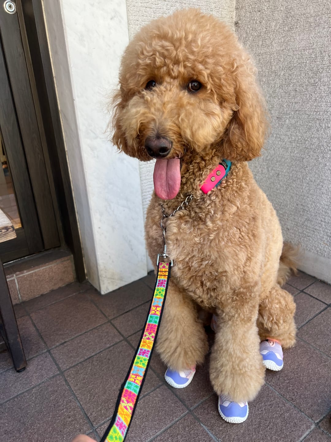 Customer photo review of Hot Pavement Pawtector Dog Shoes