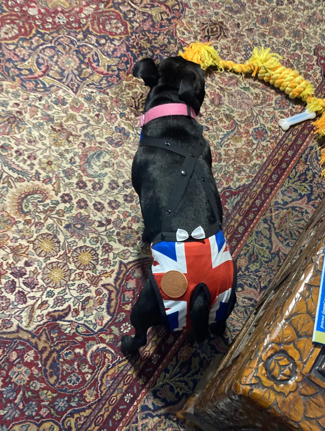 Customer photo review of Staffordshire Bull Terrier 1935® Hygiene Panties with Suspenders - Union Jack